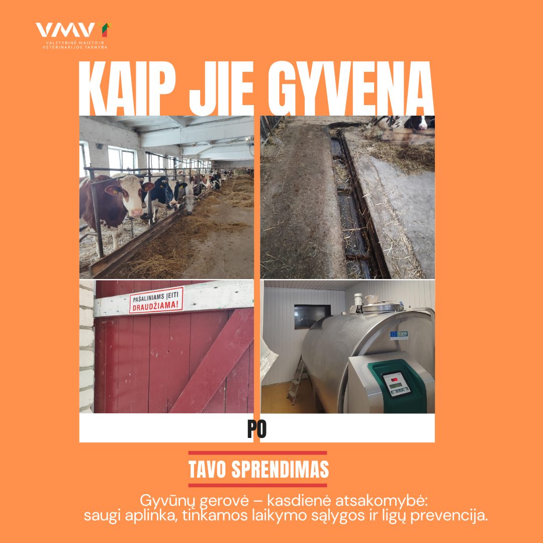 Kaip jie gyvena.png