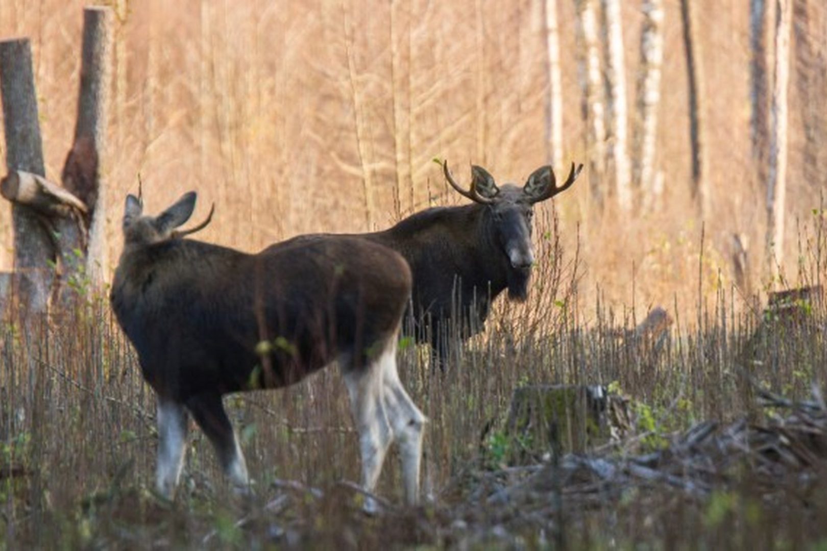 V. Stirkės nuotraukoje - briedžių pora. 