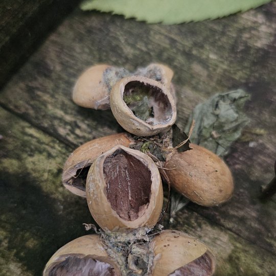 Iliustracija